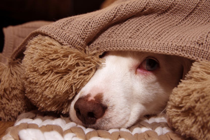 Soothing Pet Anxiety